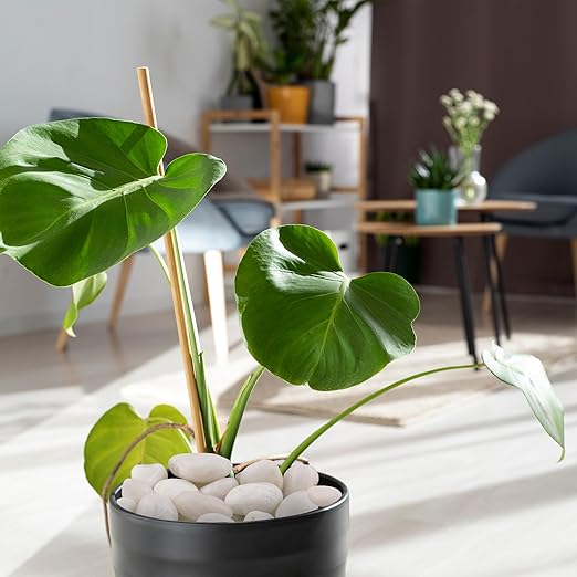 10lbs Pebbles for Plants, 1-2Inch Natural White River Rocks for Aquarium, High Polished Decorative Stones for Vase Filler Fish Tank Landscaping Garden