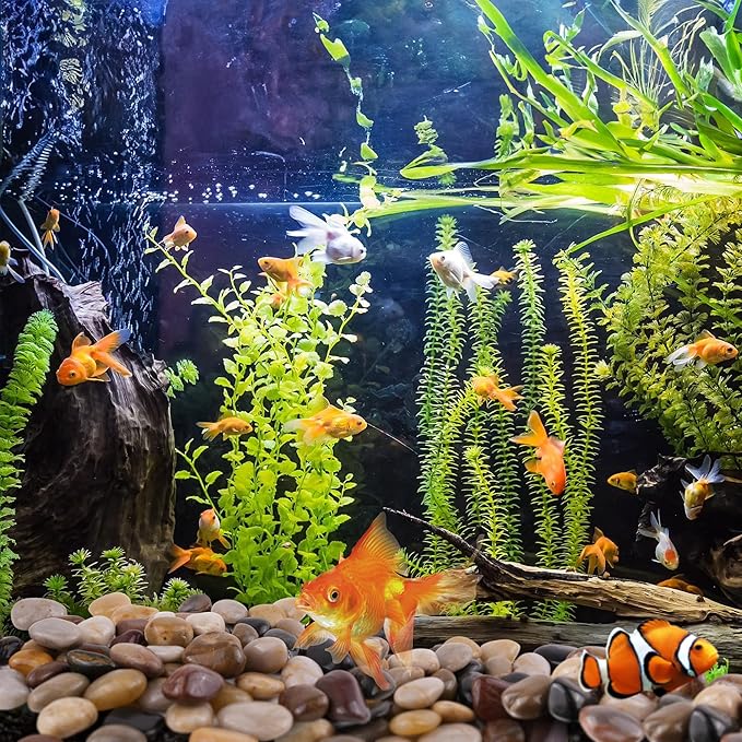 40lbs Pebbles for Landscaping, 1-2Inch Mixed Color Natural River Rocks for Aquarium, High Polished Decorative Stones for Vase Filler Fish Tank Gardening