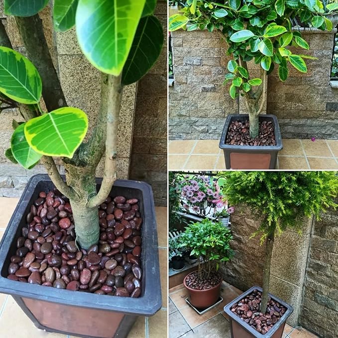 10lbs Red River Rocks, 1-2 Inch Natural Pebbles for Indoor Plants, High Polished Decorative Stones Vase Filler Fish Tank Aquariums Landscaping Garden